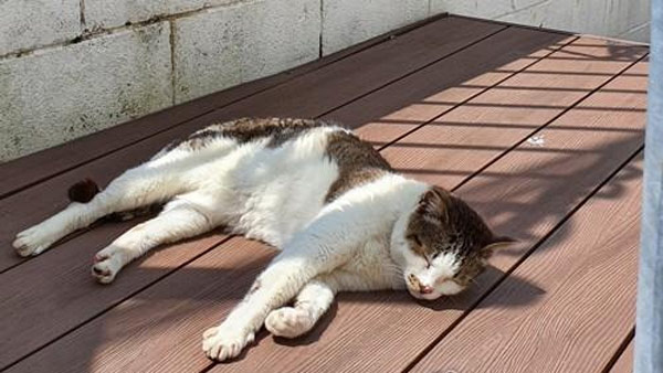 AI 발생 동물보호소 고양이 사료에서 AI 항원 확인‥고병원성 조사 중