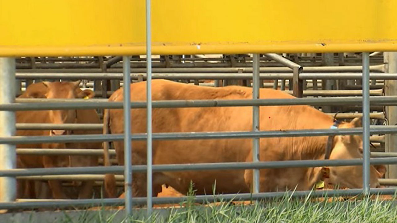 3분기 한우·육우·젖소·오리 사육↓‥돼지·닭은 증가