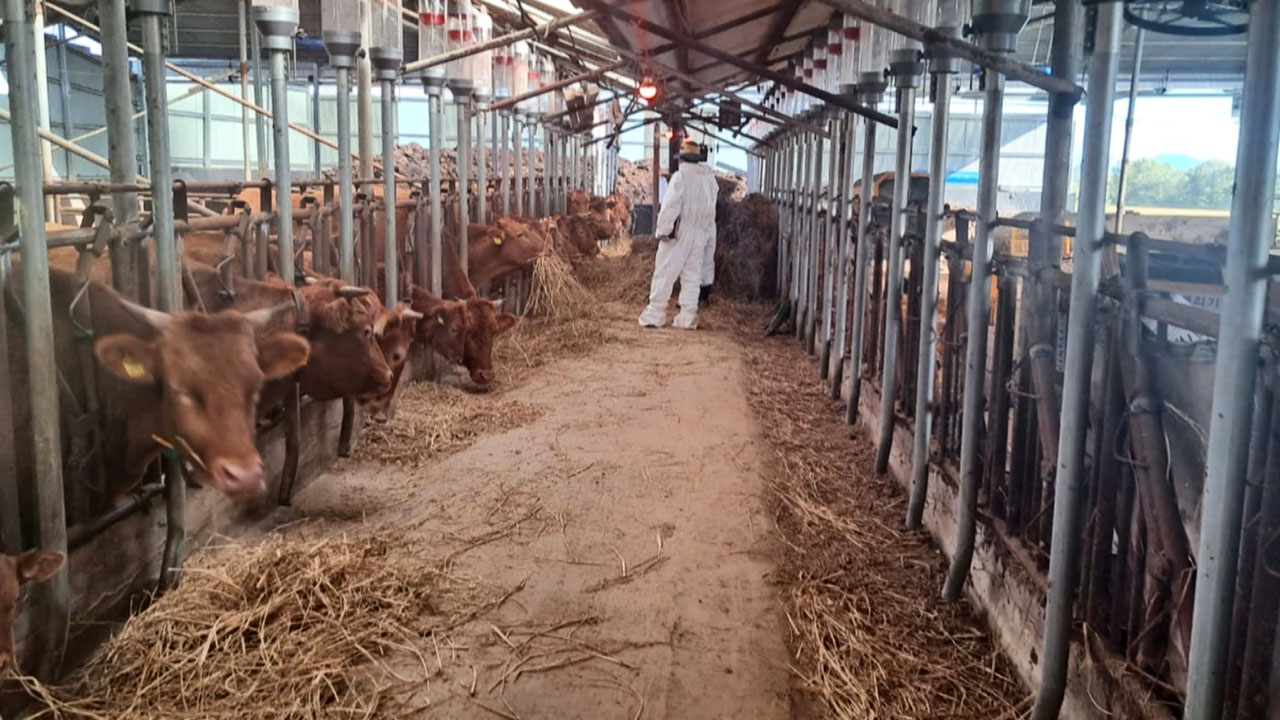 이틀 새 소 럼피스킨병 4건 확진‥방역당국 "긴급 백신 접종"