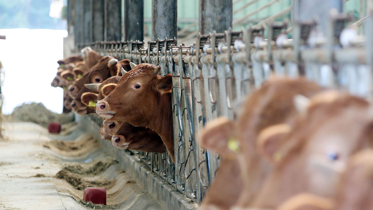 소 럼피스킨병 확진 29건으로 늘어‥의심신고는 7건 추가