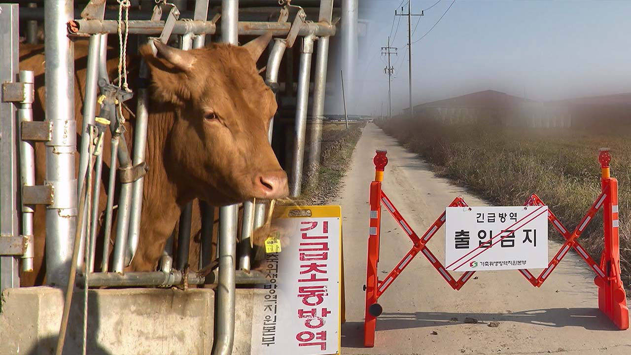 소 럼피스킨병 70건으로 늘어‥전남 신안서도 발생