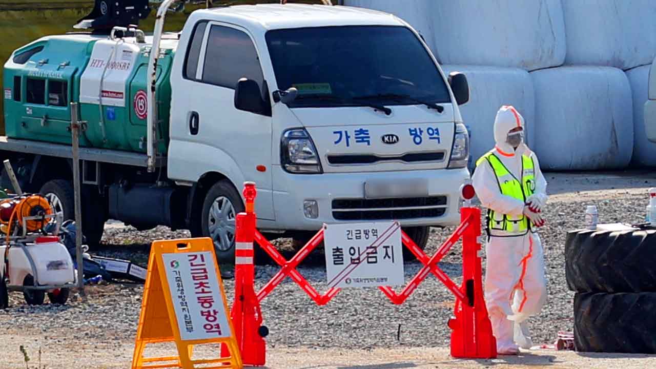 럼피스킨병 74건으로 늘어‥소 5천여 마리 살처분