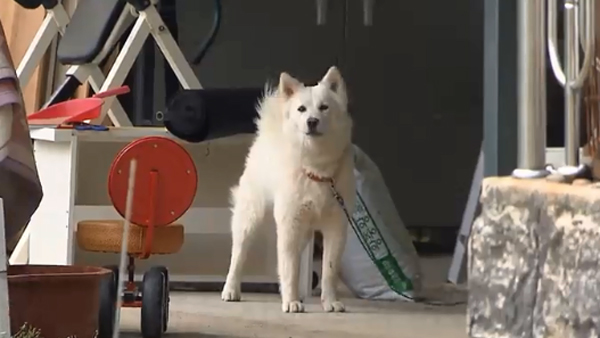 경기 양평 주택에서 개 수백 마리 사체 발견‥60대 집주인 입건