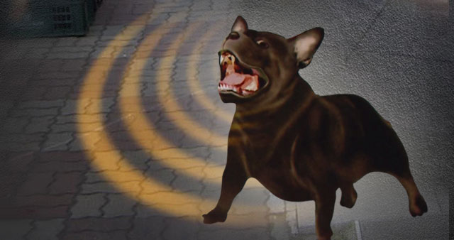 목줄 없던 개 행인과 반려견 공격‥개 1마리 죽어