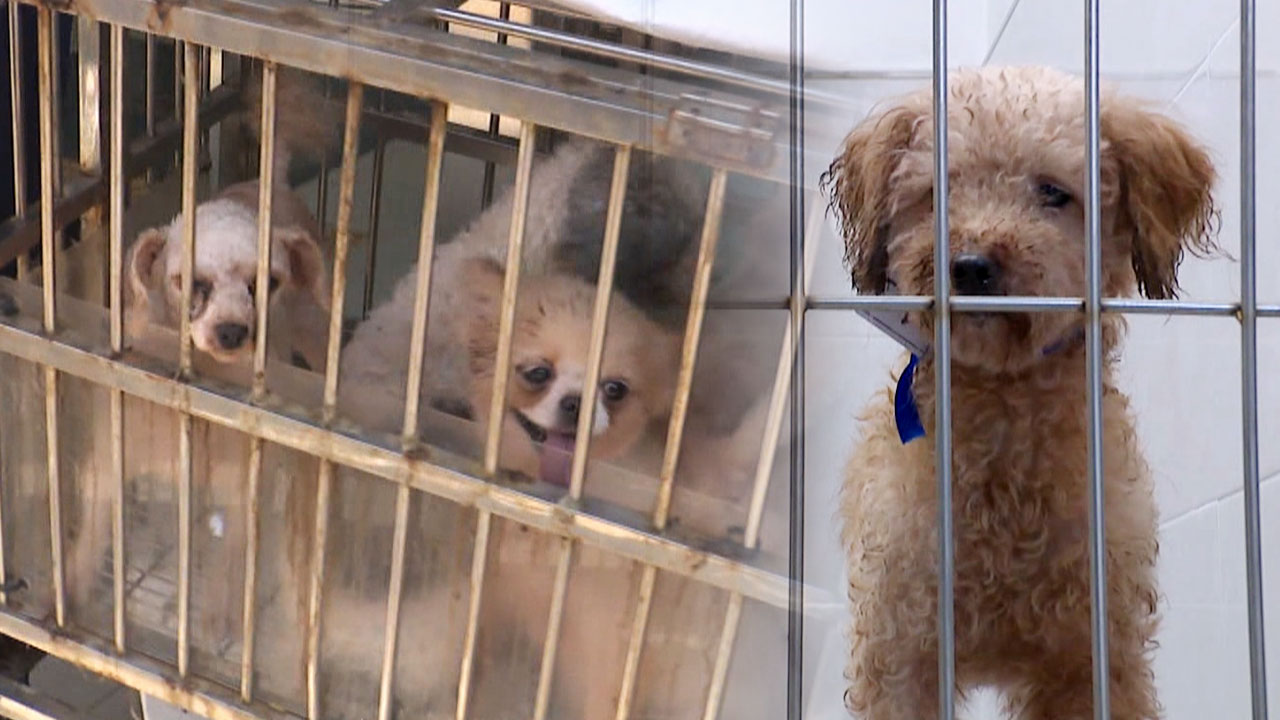 반려견 170마리 배설물·쓰레기에 방치한 견주 구속 기소