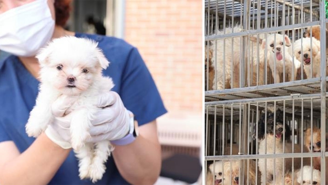 화성 번식장서 구조 강아지 687마리, 내일부터 입양 시작