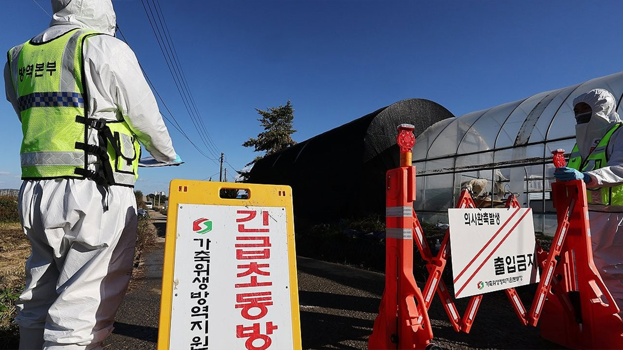 소 럼피스킨병 경기 김포·충남 태안 농가서도 확진