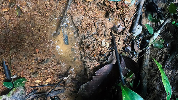 "발자국도 있는데…" 아마존 정글 실종 아이들 필사의 수색