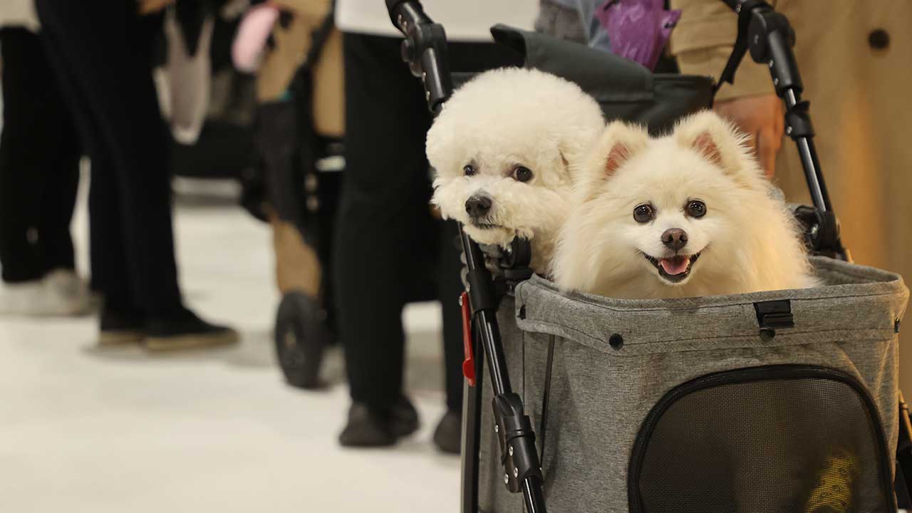 맹견사육허가제 도입‥반려동물행동지도사 국가자격제도 시행