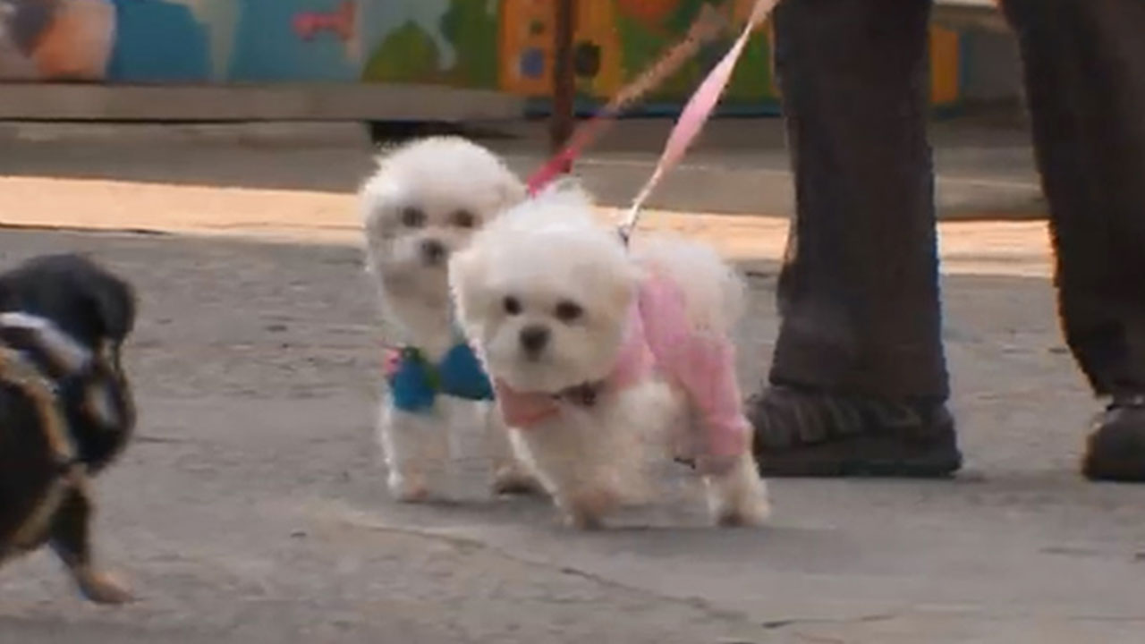 지난해 반려견·반려묘 27만 마리 등록‥329만 마리로 늘어