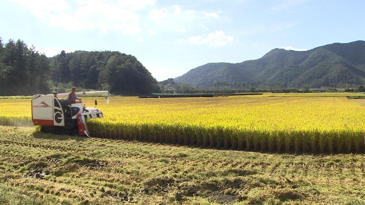 올해 햅쌀 5만 6천t 초과생산 예상‥농식품부 "쌀 대책 이달 마련"