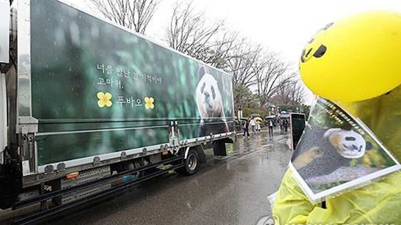 한국서 나고 자란 '푸바오' 오늘 중국으로 떠나
