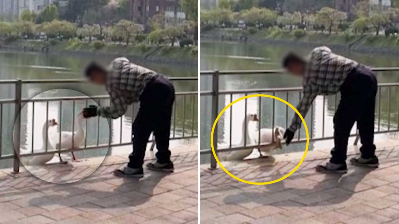 건국대 거위 '건구스' 수차례 때린 60대 남성 붙잡혀