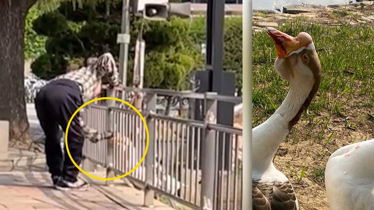 건국대 거위 '건구스' 수차례 때린 60대 남성 붙잡혀