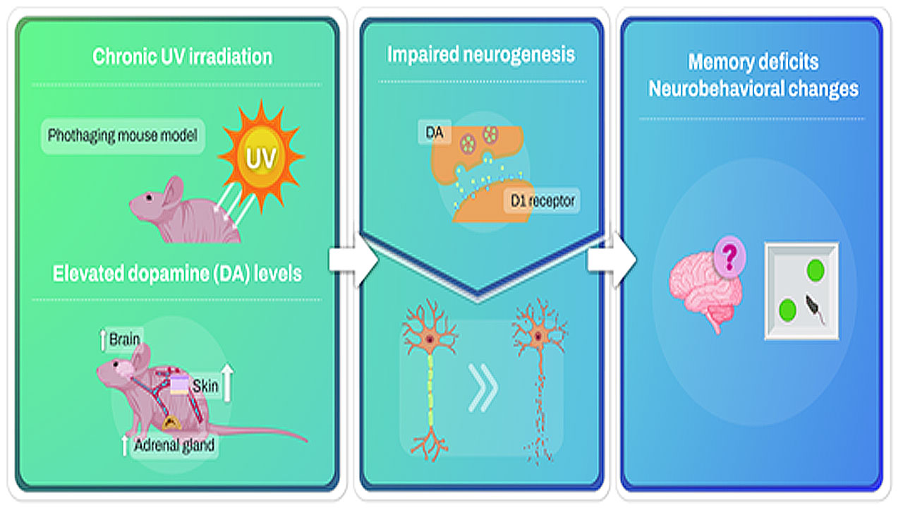 '선크림' 없이 바깥 활동 오래 하면 기억력도 떨어진다고?