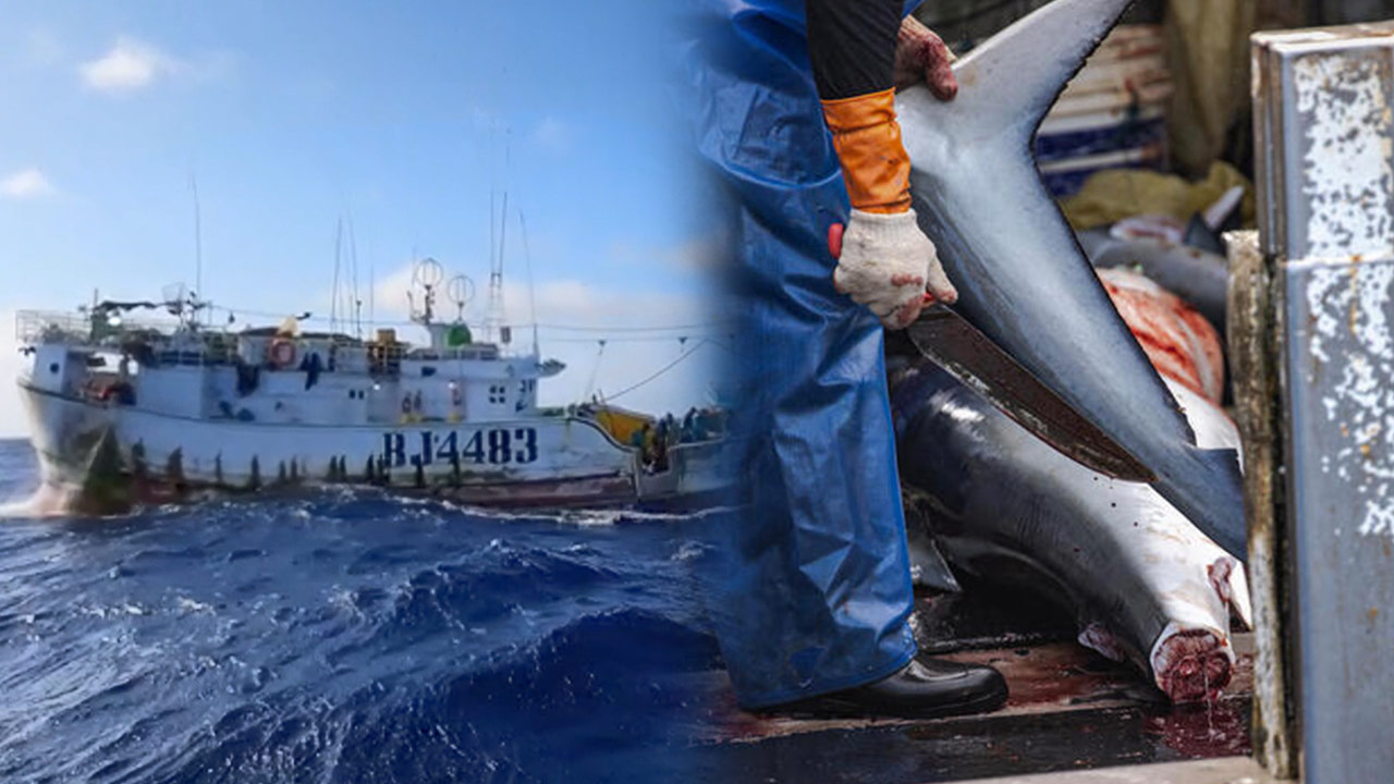 "100km 밧줄에 낚싯바늘 수천‥25시간에 상어 84마리 잡아" 그린피스 북태평양 조사