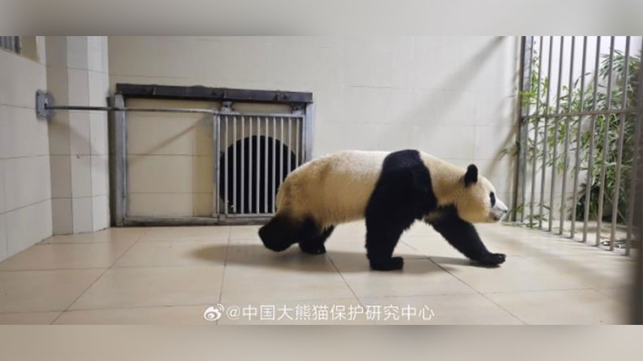 중국 도착한 '푸바오' 사진 공개‥"안전하고 건강한 상태"