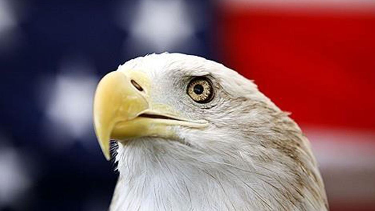 미국, 흰머리수리 공식 '국조' 지정