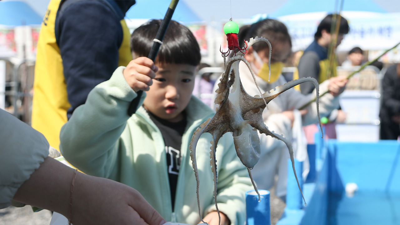 올봄 주꾸미 위판량 5분의 1로 줄어‥'봄 주꾸미' 옛말