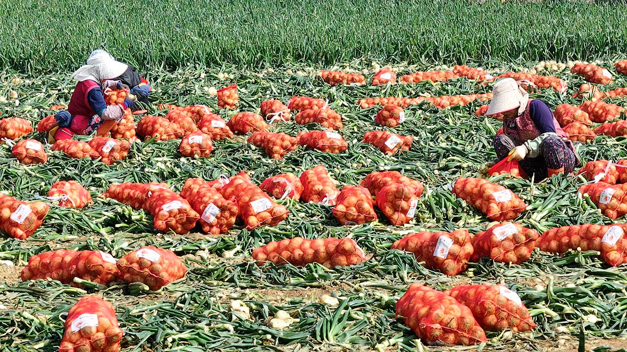 4월 생산자물가 0.1% 하락‥"유가 내리고 농산물 출하 늘어"