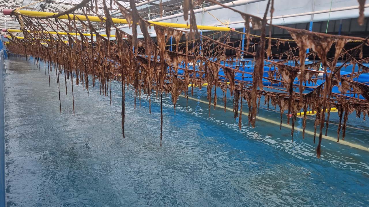 대상·풀무원, 해수부 '김 육상양식' R&D 사업자 선정