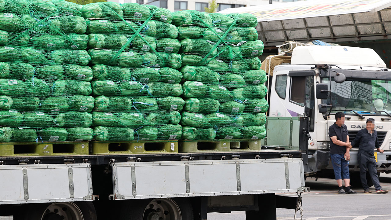 농식품부 "배추 생산 줄면 비축물량 하루 100∼250톤씩 푼다"