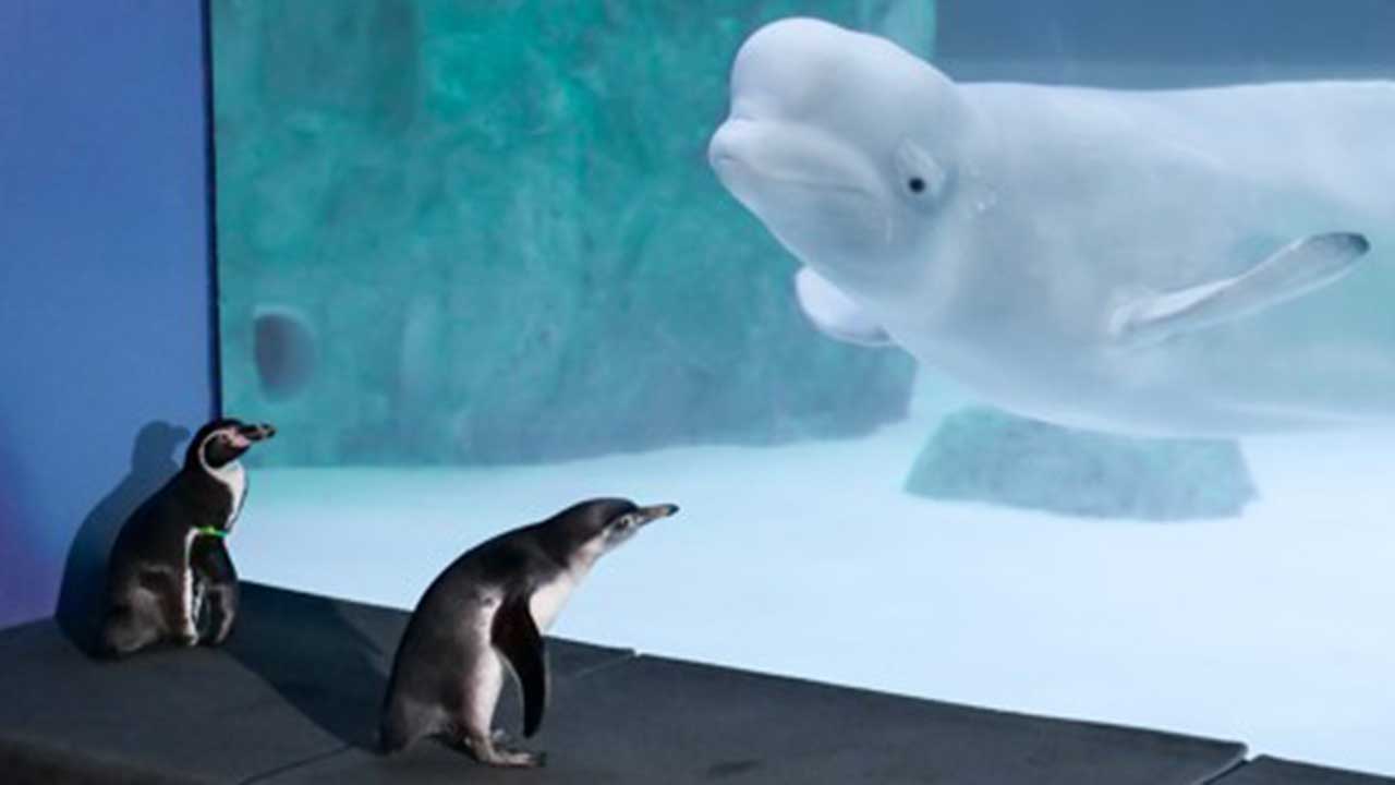 '벨루가 전시 중단' 수조에 현수막 붙인 환경단체 대표 1심 벌금형