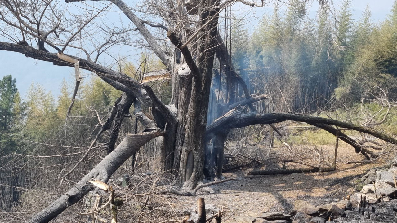 900살 은행나무 등 산불에 국가유산 5점 일부 소실