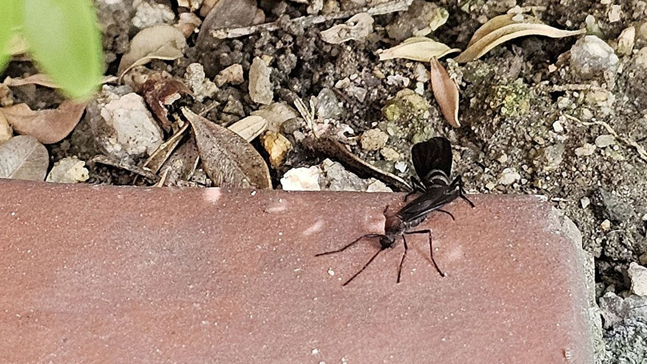 동양하루살이·'러브버그' 민원 증가‥서울시, 친환경 방제