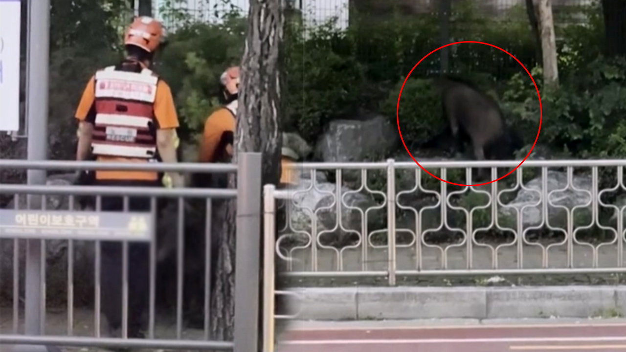 서울 노원구 일대 돌아다니던 멧돼지 1시간 반만에 사살