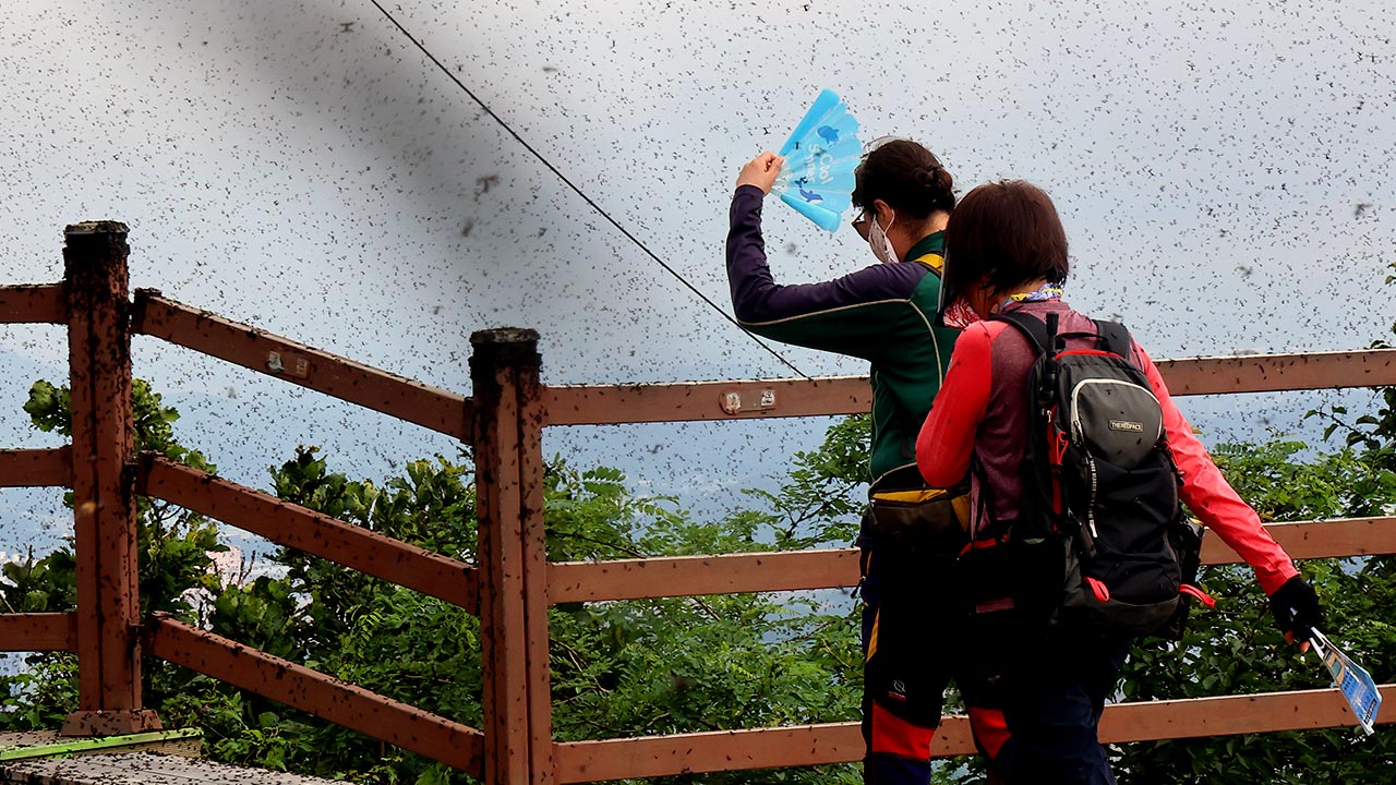 환경부, 러브버그 대발생한 계양산서 방제 작업