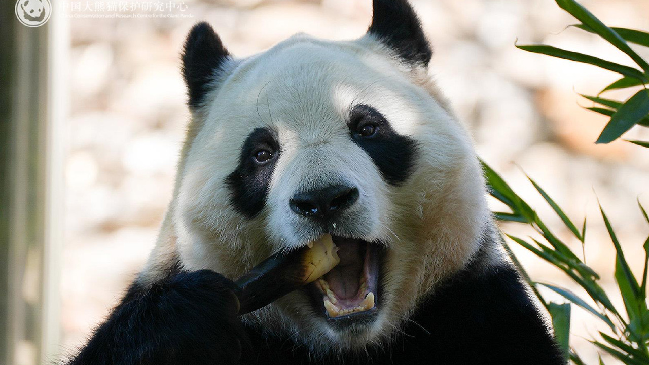 푸바오 넉 달 만에 다시 관람객 만나‥"경련, 드문 일 아냐"
