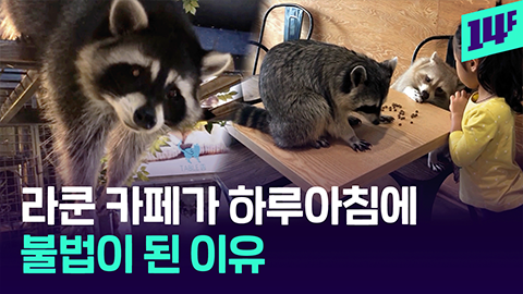 14F 스트레스 걱정됐던 야생 동물 카페가 이젠 불법남은 라쿤들은 어디로