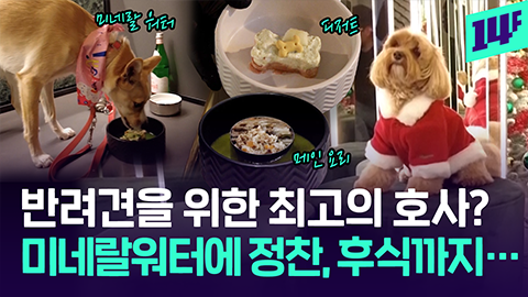 14F 이탈리아 최초 애견 레스토랑풀코스는 기본 음악에 조명까지 완벽