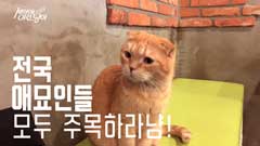 엠빅비디오 고양이들 얼음 땡 시키는 소문의 영상