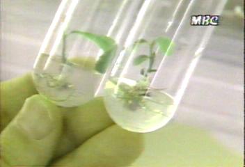 산림청 임목육종연구소 참나무 조직배양법 개발 성공고대석