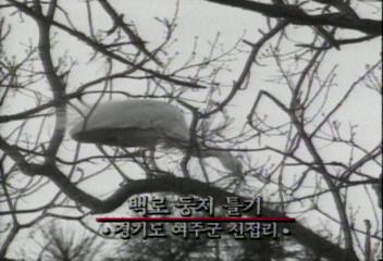 데스크영상백로둥지틀기 경기 여주 신접리