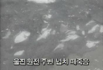 경북 울진 원자력발전소 주변 양식장 넙치 떼죽음백지연