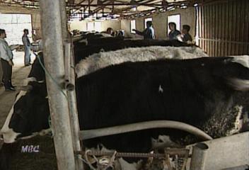 11월10일 우유공급용 젖소돼지산양 북한간다김대경