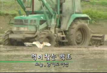 데스크영상 먹이 찾는 백로 경기도 이천