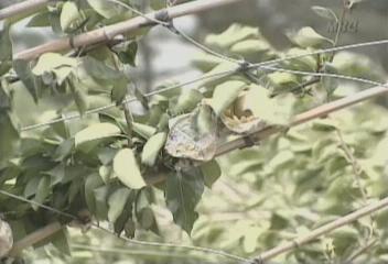 과수 농가 태풍 피해 최악 농작물 태풍 피해 대처 요령홍기백