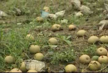 태풍루사전북 완주군 등 농경지 과수농가 수확앞두고 폐농박장호