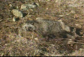 야생동물 불법 포획 기승이재규