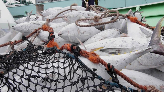 위기의 원양어업 어획쿼터를 확보하라공짜는 없다