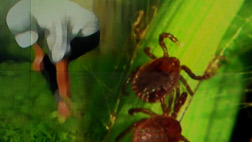 야생진드기 물려 70대 사망첫 발생 지역은