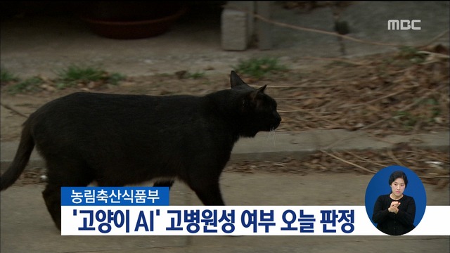 포천 고양이 변사체 AI 확인고병원성 여부 오늘 판정