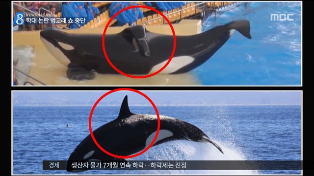 동물 학대 논란에  시월드 범고래 쇼 중단