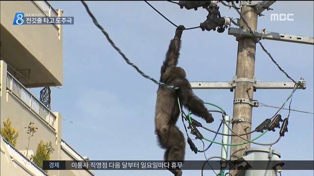 일본 동물원 탈출 침팬지 전깃줄 타고 도주극