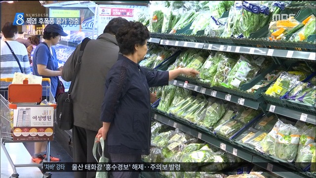 폭염 여파로 채소값 폭등 김장 물가 비상