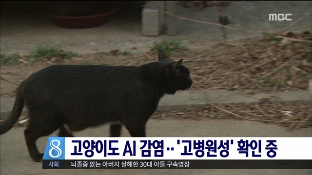 경기도 포천 고양이 AI 감염 고병원성 확인 중